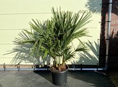 Winterharde palmboom Trachycarpus Fortunei palmboom- 3stammen - Hoogte: 100cm