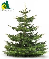 Echte Nordmann Kerstboom gezaagd - A kwaliteit - 150 tot 175 cm - Vers van het land.