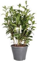 Camellia Sinensis - Theeplant in 17cm pot met planthoogte 40cm