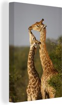Canvas Schilderij Giraf - Afrika - Boom - 60x90 cm - Wanddecoratie