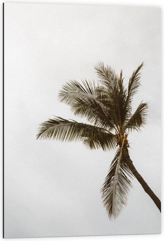 Dibond - Palmboom Voor Witte Lucht - 60x90cm Foto op Aluminium (Met Ophangsysteem)