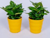 2x Coffea Arabica - Koffieplant - in gele pot