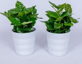 2x Coffea Arabica - Koffieplant - in witte pot