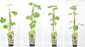 Witte Druiven fruitplanten mix - set van 4 verschillende soorten Witte Druiven - hoogte 30 / 40 cm