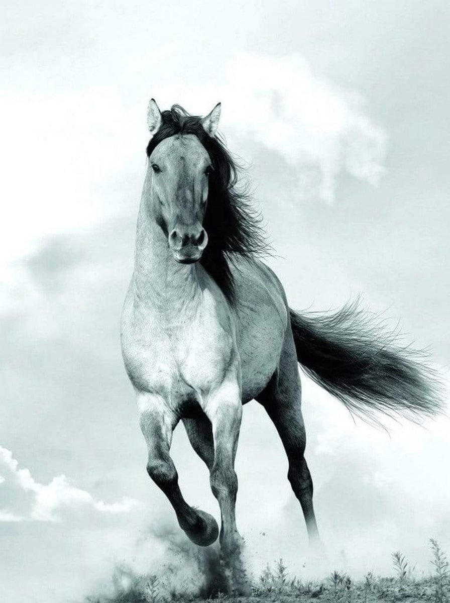 PGM Kunstdruk Blonde Attitude - Mane in the wind 60x80cm Divers