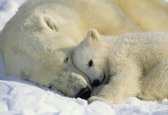 Komar Behang National Geographic Polar Bears fotobehang