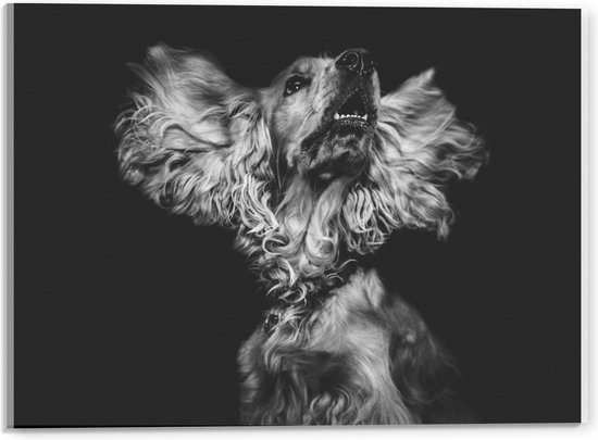 Acrylglas - Hond met Wapperende Oren (zwart/wit) - 40x30cm Foto op Acrylglas (Wanddecoratie op Acrylglas)