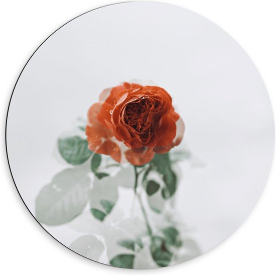 Dibond Wandcirkel - Rose Roos Met Witte Achtergrond - 60x60cm Foto op Aluminium Wandcirkel (met ophangsysteem)