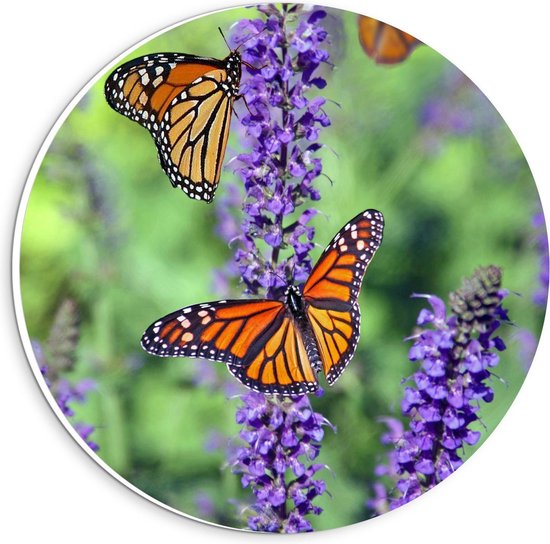 Forex Wandcirkel - Oranje Vlinders bij Lavendel - 20x20cm Foto op Wandcirkel (met ophangsysteem)