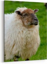 Schilderij - Irish sheep — 60x90 cm