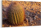 Schilderij - Cactus — 100x70 cm