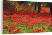 Schilderij - Rode bloemen veld — 90x60 cm