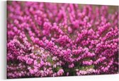 Schilderij - Purple Flowers — 100x70 cm
