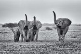 Happy elephants 150 x 100  - Plexiglas