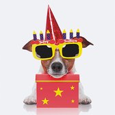 3D wenskaart birtyday dog