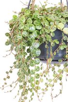 Peperomia Prostata Hangplant in 17cm hangpot huiskamer kantoor plant