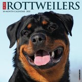 Rottweiler Kalender 2021