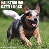 Calendrier mural Just Australian Cattle Dogs 2021 (Calendrier de race de chien)