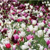 200 bloembollenpakket paars, roze en wit - tulpen, narcissen hyacinten en bijzonder bolgewassen