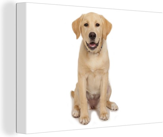 Wirwar Gasvormig Baron Canvas Schilderijen - Labrador puppy voor witte achtergrond - 120x80 cm -  Wanddecoratie | bol.com