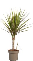 Dracaena Bicolour