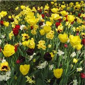 200 bloembollenpakket geel en wit - tulpen, narcissen hyacinten en bijzonder bolgewassen
