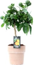 Kamerplant van Botanicly – Citrus Red Lime in keramische pot als set – Hoogte: 40 cm
