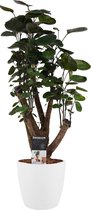 Kamerplant van Botanicly – Polyscias Fabian incl. sierpot wit als set – Hoogte: 50 cm