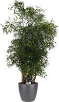 JoGrow - Polyscias - 95 Cm - Ø 21 - 1 Stuks