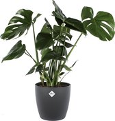 Monstera Deliciosa Struik met sierpot (Monstera Deliciosa Struik)