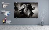 Foto Buffel zwart/wit op geborsteld aluminium. 150x100cm met gratis afstandshouders