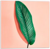 Forex - Groen Blad op Roze Achtergrond - 50x50cm Foto op Forex
