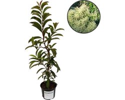 Pileostegia viburnoides, Groenblijvende klimhortensia, Hoogte 40cm, 2 liter pot
