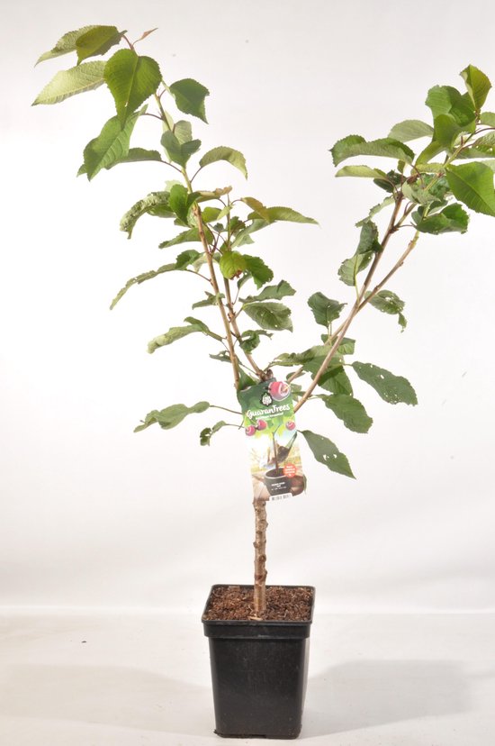 Een jonge kersenboom met groene bladeren en een label, in een zwarte pot.