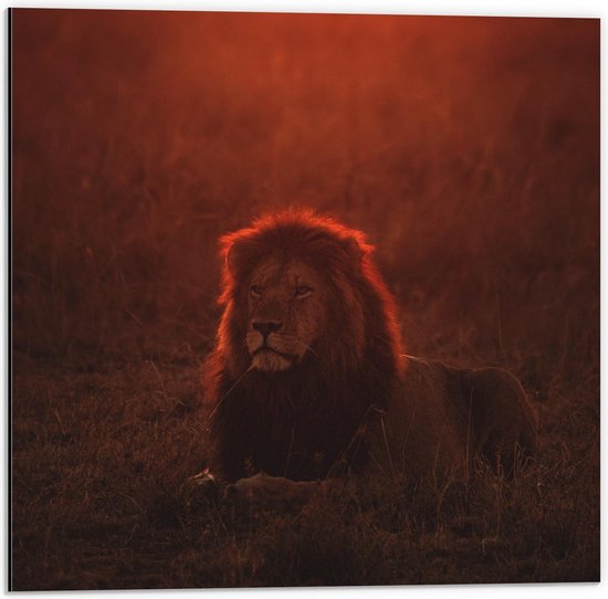 Dibond - Liggende Leeuw met Oranje Gloed  - 50x50cm Foto op Aluminium (Met Ophangsysteem)