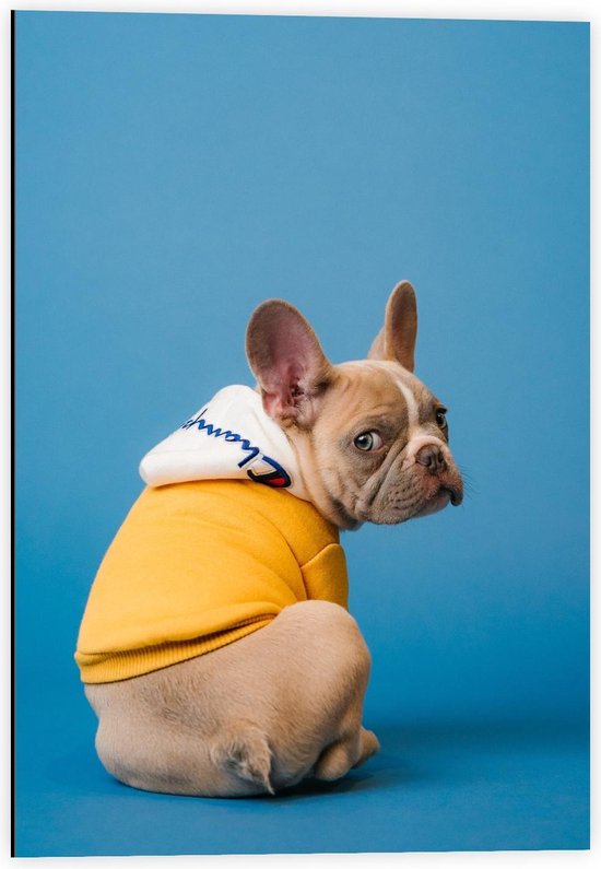 Dibond - Hond met Gele Trui aan op Blauwe Achtergrond  - 40x60cm Foto op Aluminium (Wanddecoratie van metaal)