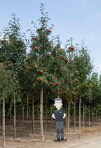 Lijsterbes volgroeid Sorbus aucuparia h 600 cm st. omtrek 22,5 cm