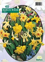 3 stuks Narcis Mini mix per 40 bloembollen Baltus