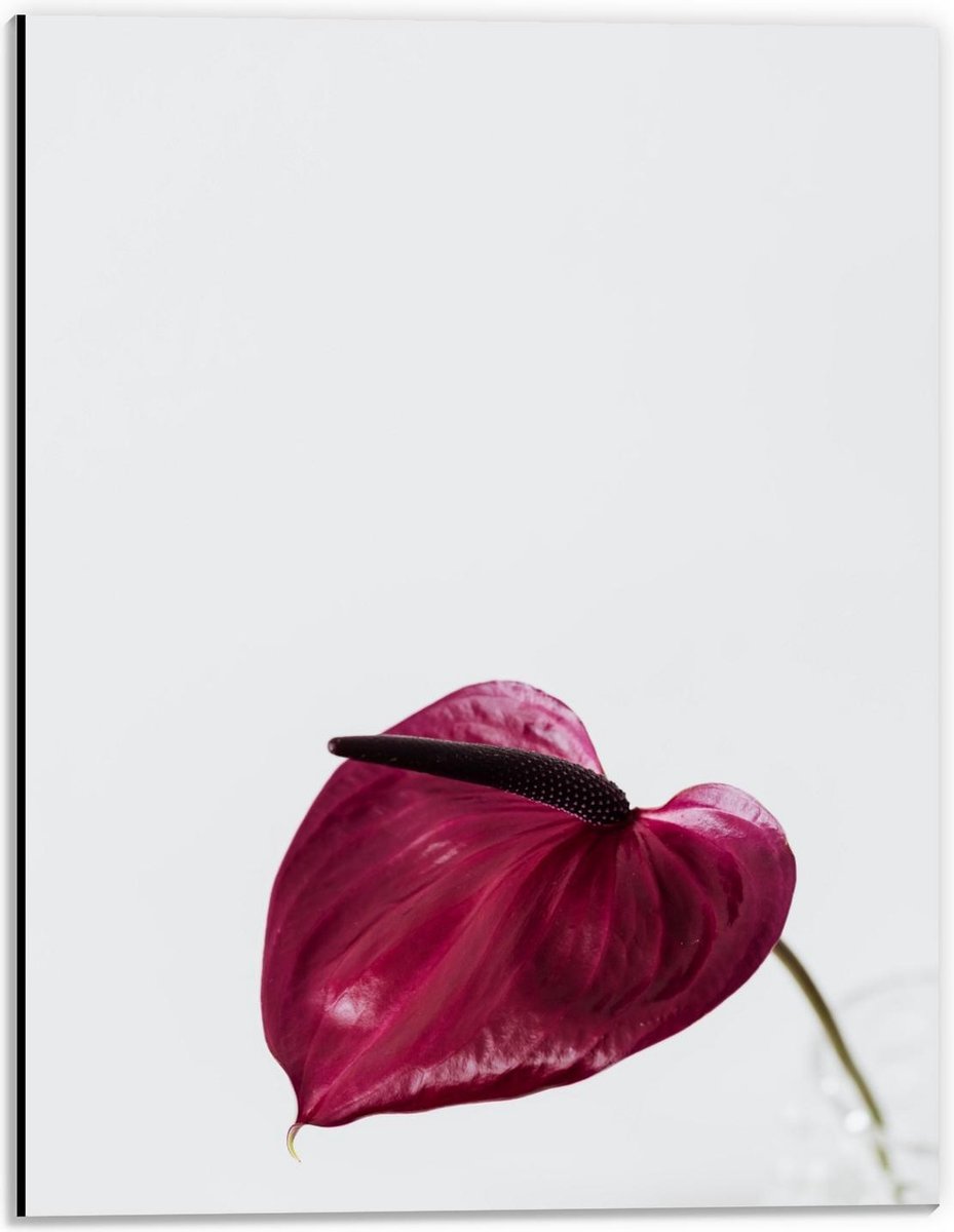 Dibond - Paars/Roze Blad - 30x40cm Foto op Aluminium (Wanddecoratie van metaal)