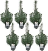 6 stuks - Kerstboompje - Pinus Pinea 'Silver Crest'  in pot Ø10,5cm - ↕34cm