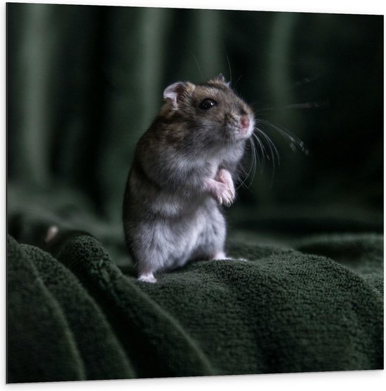 Dibond - Hamster op Groen Deken - 100x100cm Foto op Aluminium (Met Ophangsysteem)