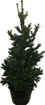 Hellogreen Mini Kerstboom - Picea Abies Will's Zwerg - Dwergconifeer - 90 cm