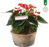 Hellogreen Kamerplant - Anthurium Red - Parma Keramiek - 35 cm