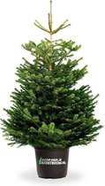 koophierjekerstboom.nl Echte Nordmann kerstboom 150/175cm. Gratis bezorgd!!