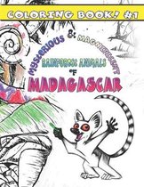 Mysterious & Magnificent Rainforest Animals of Madagascar