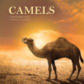 Camels Calendar 2021