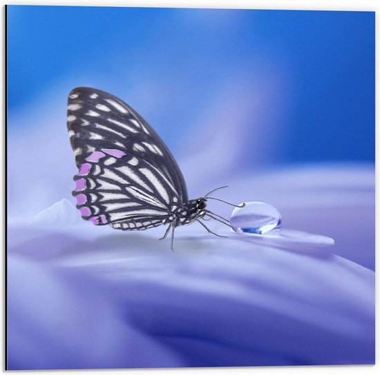 Dibond - Paarse Vlinder op Bloem met Waterdruppel - 50x50cm Foto op Aluminium (Wanddecoratie van metaal)