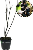 Ribes nigrum 'Titania' zwarte aalbes, 9 cm pot