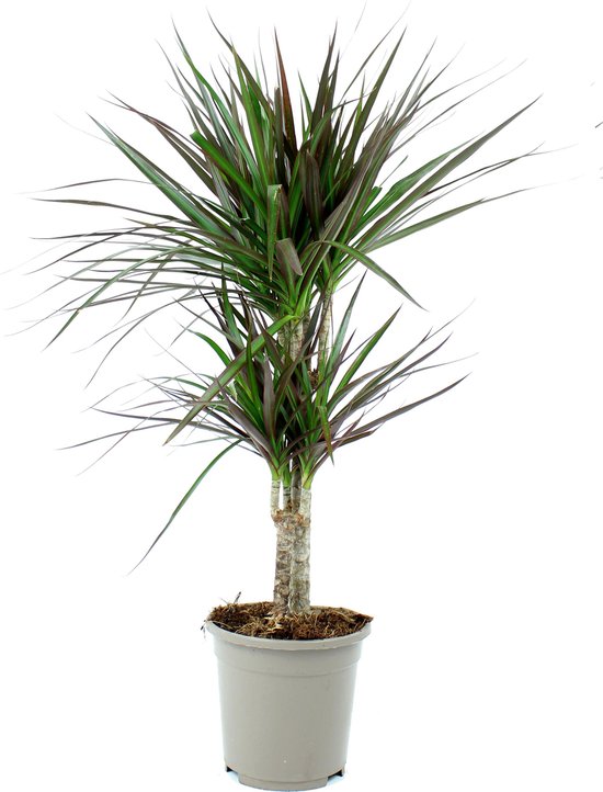 10 kamerplanten voor in de schaduw 18 Dracaena Magenta