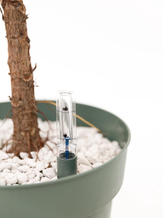 Grote Ficus Lyrata (Tabaksplant) kamerplant| Kamerplant in pot |  ↕ Hoogte 130cm | Ø27cm